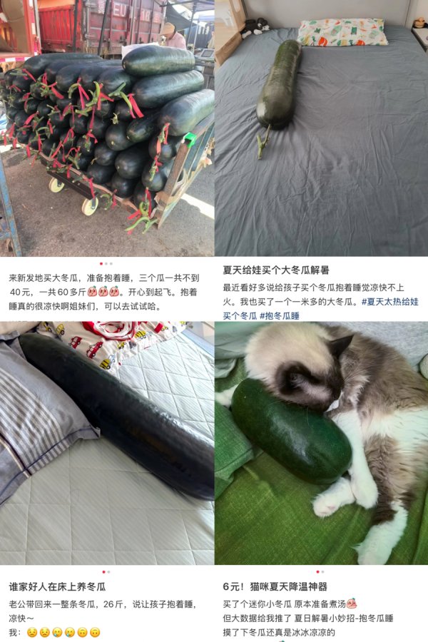 巨龙配资 “抱着冬瓜睡觉”真能解暑吗？中医专家：冬瓜正确的使用方法是吃